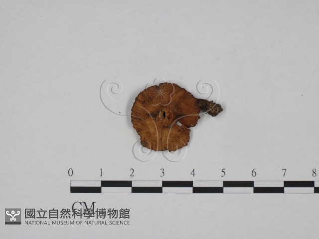 登錄號:F0024608藏品圖，第1張