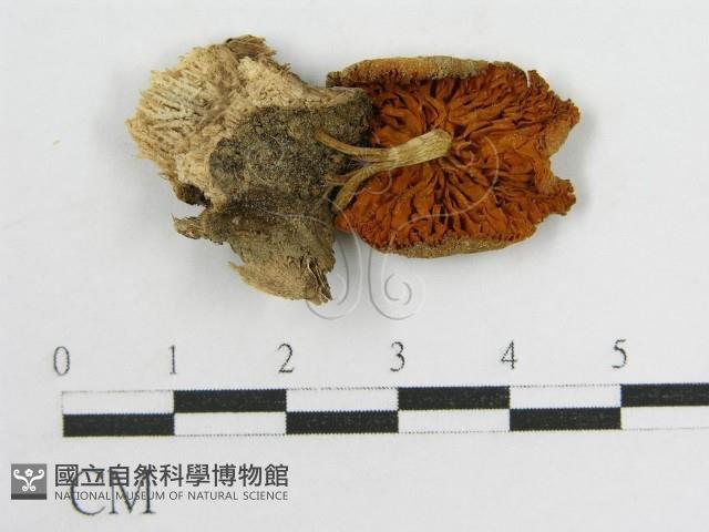 登錄號:F0014608藏品圖，第1張