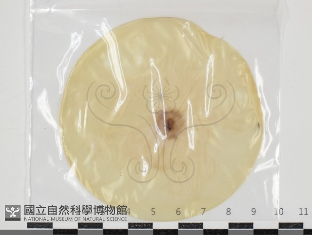登錄號:F0034608藏品圖，第1張