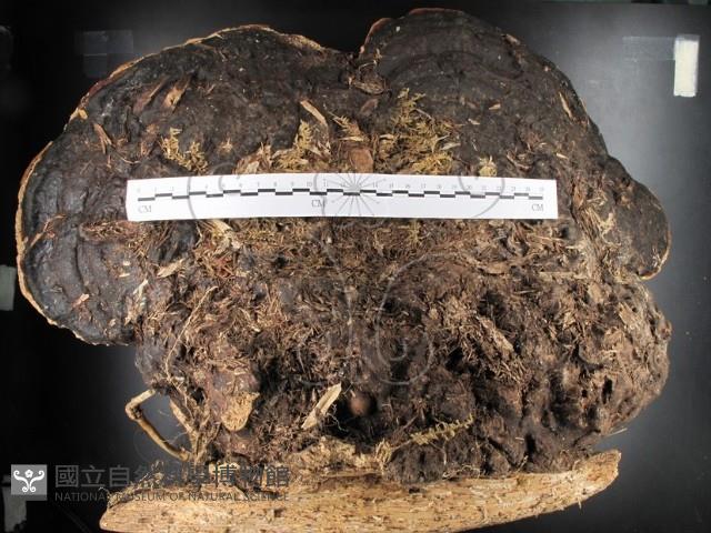 松生擬層孔菌藏品圖，第1張