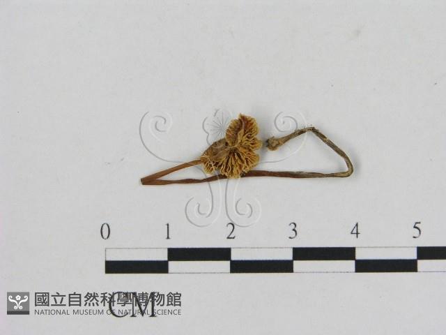 小菇屬藏品圖，第1張