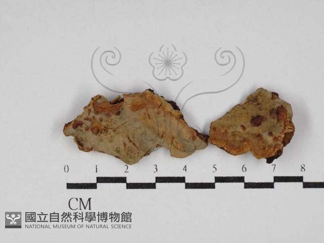 登錄號:F0025608藏品圖，第1張