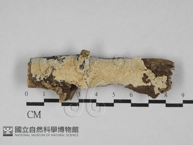 銳孔菌屬藏品圖，第1張