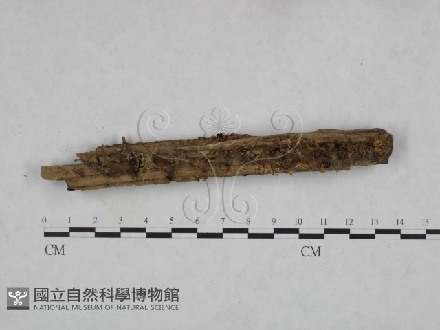 登錄號:F0023608藏品圖，第1張