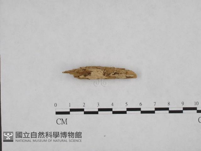 登錄號:F0003608藏品圖，第1張