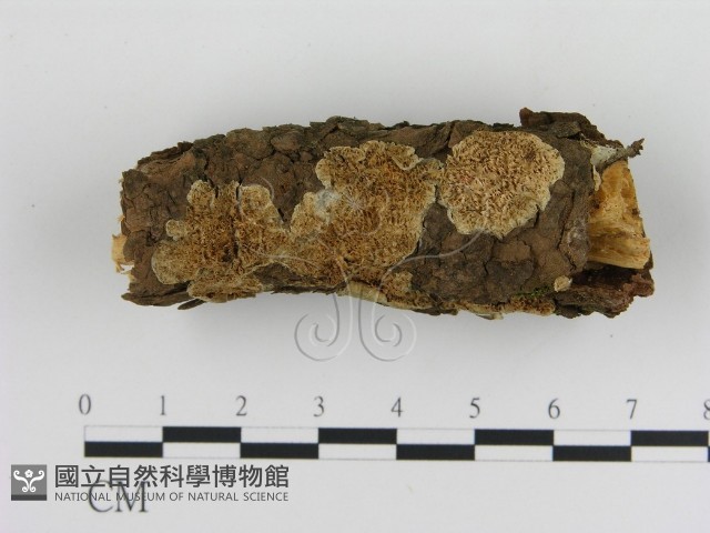 登錄號:F0013608藏品圖，第1張