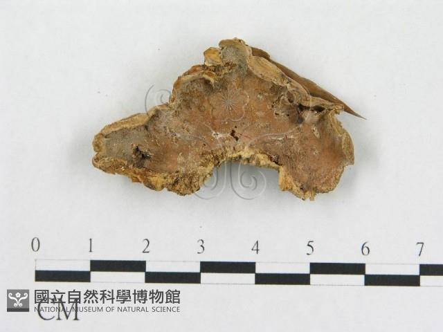 登錄號:F0020408藏品圖，第1張