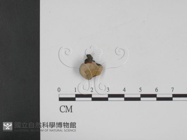 登錄號:F0010408藏品圖，第1張
