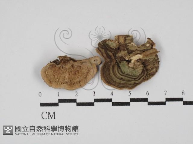 登錄號:F0030408藏品圖，第1張