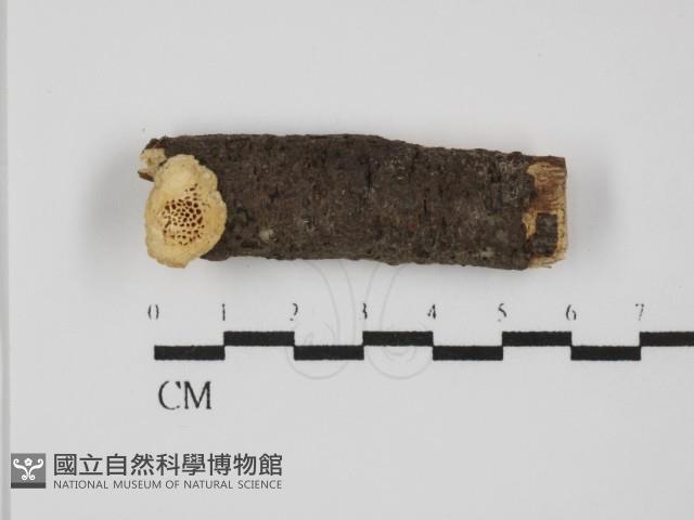 栓菌屬藏品圖，第1張