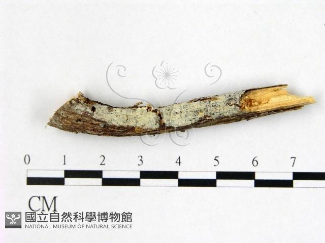 登錄號:F0022408藏品圖，第1張