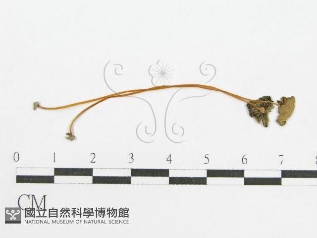 登錄號:F0012408藏品圖，第1張