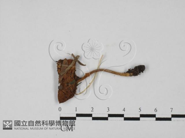 登錄號:F0027408藏品圖，第1張