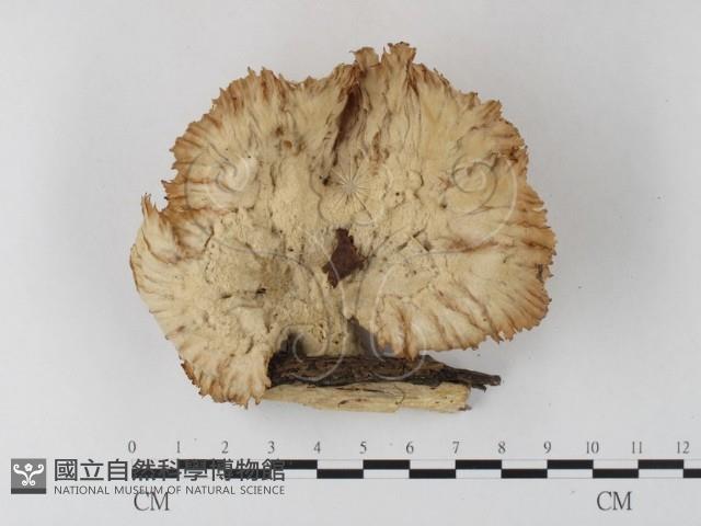優雅波邊革菌藏品圖，第1張