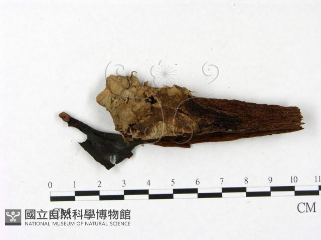 登錄號:F0023408藏品圖，第1張