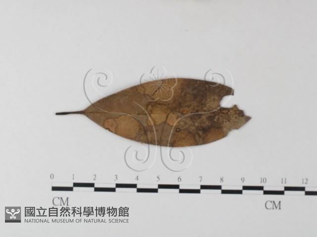 小皮傘屬藏品圖，第1張