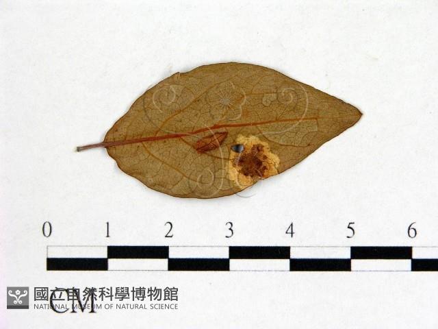 登錄號:F0020708藏品圖，第1張