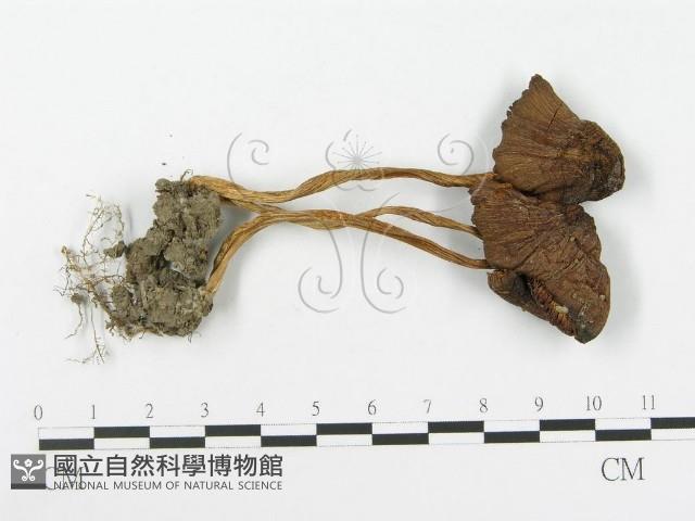 登錄號:F0010708藏品圖，第1張