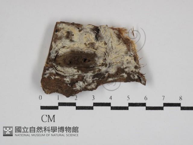 登錄號:F0030708藏品圖，第1張