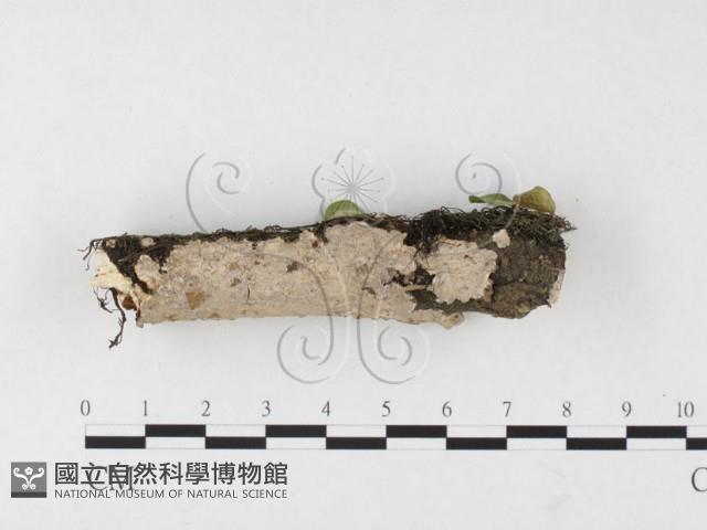 刺皮菌屬藏品圖，第1張