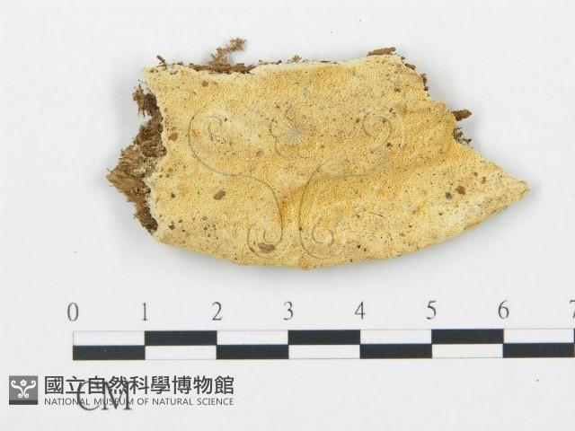 登錄號:F0006708藏品圖，第1張