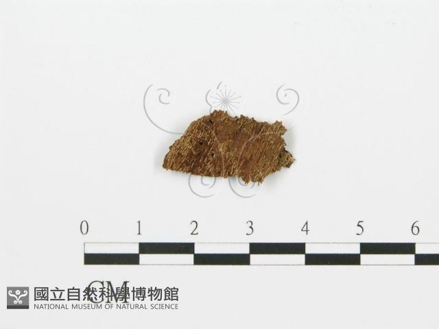 登錄號:F0016708藏品圖，第1張