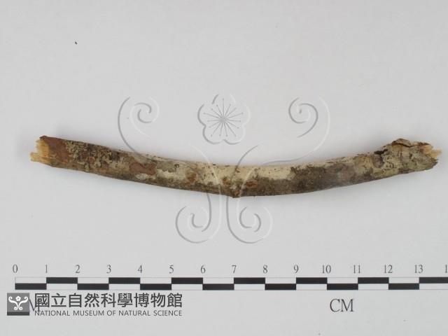 剛毛絲皮菌藏品圖，第1張