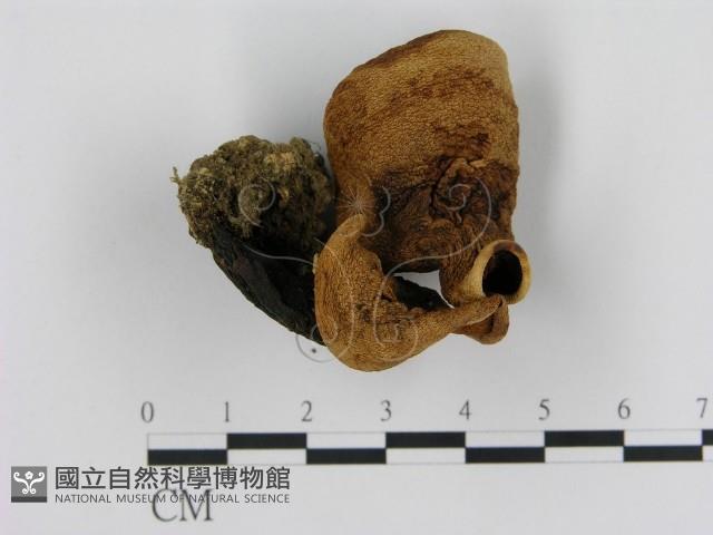 登錄號:F0001708藏品圖，第1張