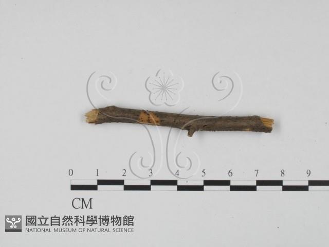 登錄號:F0011708藏品圖，第1張