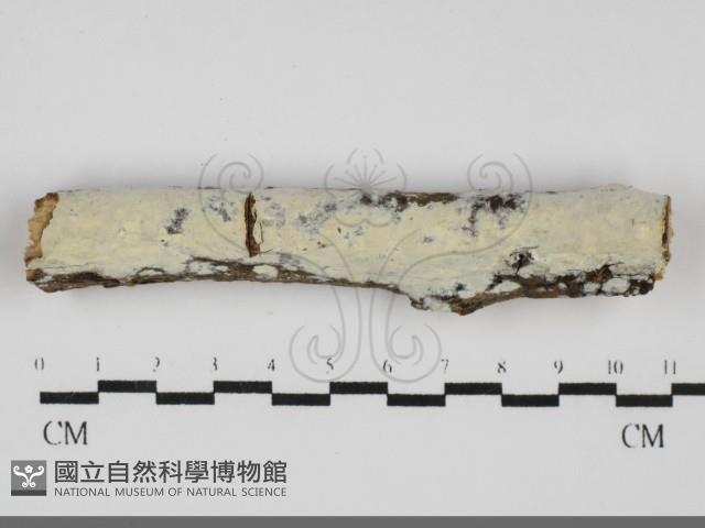 登錄號:F0031708藏品圖，第1張