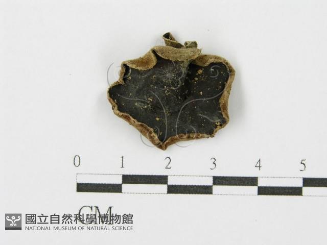 毛木耳藏品圖，第1張