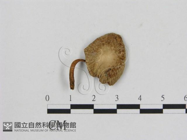 小菇屬藏品圖，第1張