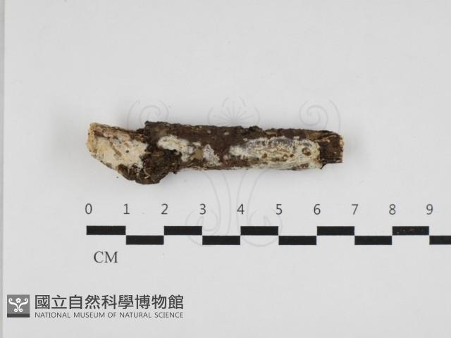 登錄號:F0032708藏品圖，第1張