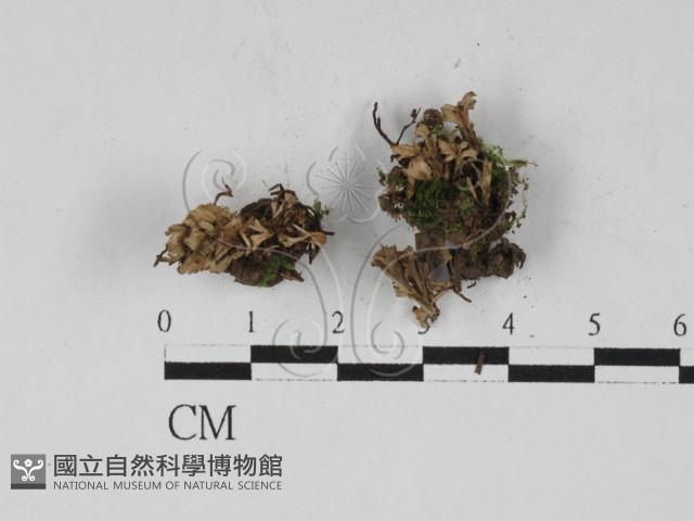 革菌屬藏品圖，第1張