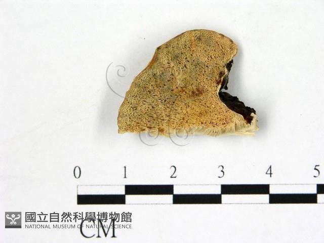 登錄號:F0017708藏品圖，第1張