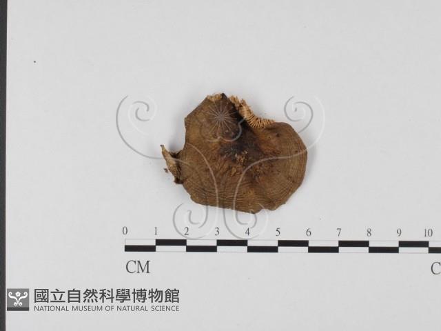 登錄號:F0025708藏品圖，第1張