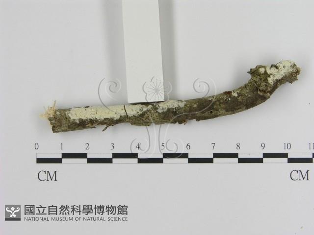 絲齒菌屬藏品圖，第1張