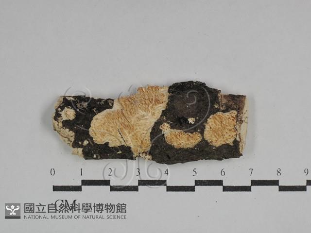 登錄號:F0029708藏品圖，第1張