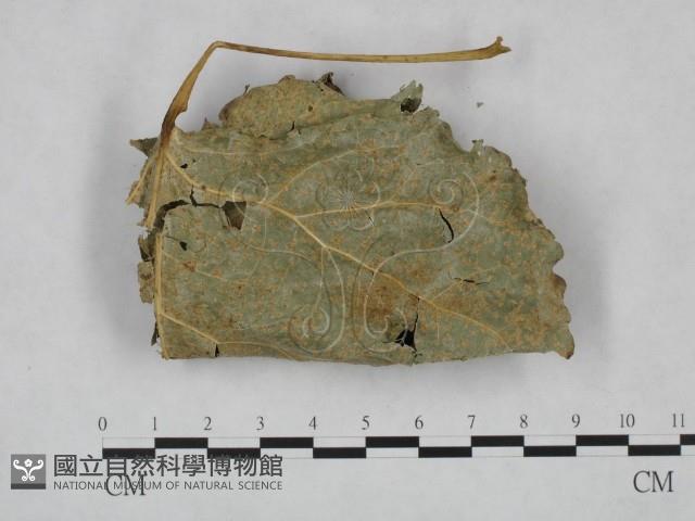 登錄號:F0023708藏品圖，第1張