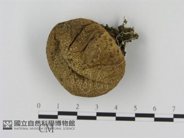 登錄號:F0020508藏品圖，第1張