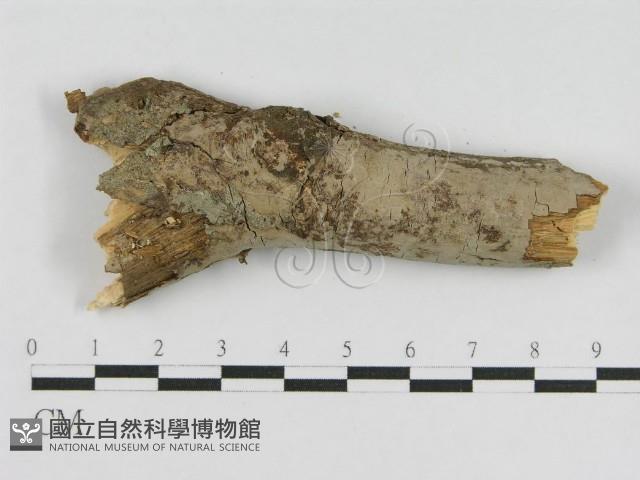 登錄號:F0010508藏品圖，第1張
