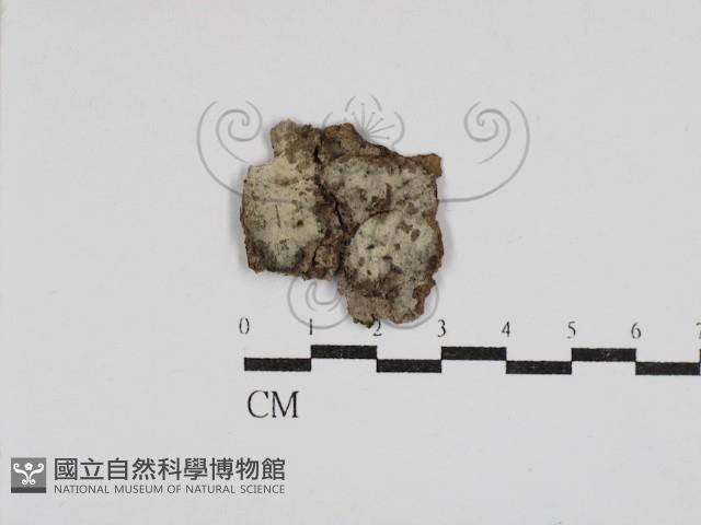 登錄號:F0030508藏品圖，第1張