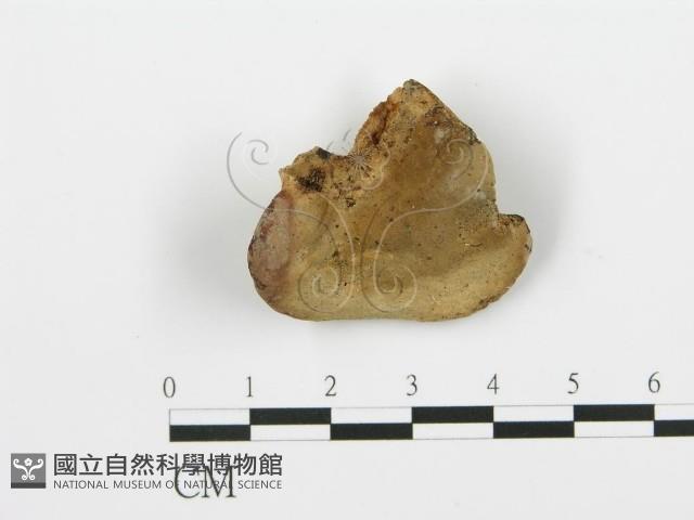 登錄號:F0016508藏品圖，第1張