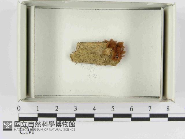 登錄號:F0021508藏品圖，第1張