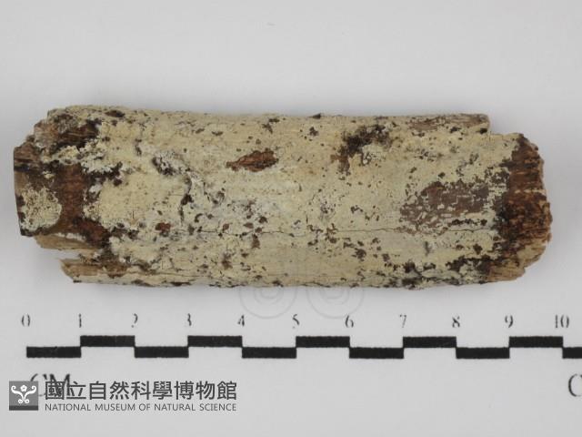 登錄號:F0031508藏品圖，第1張