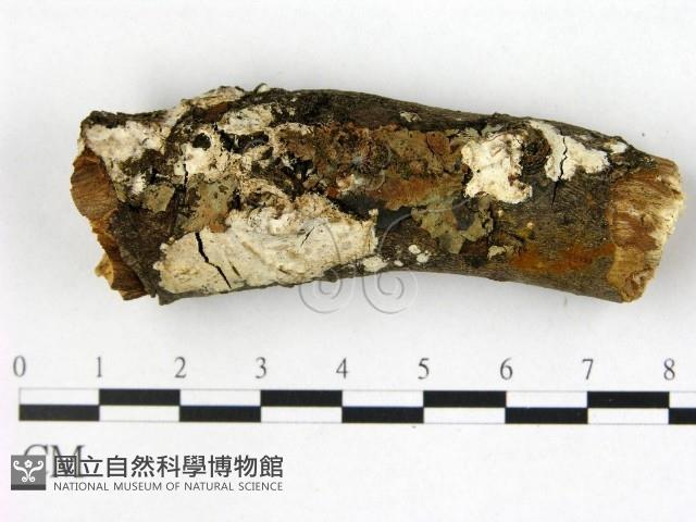 登錄號:F0022508藏品圖，第1張