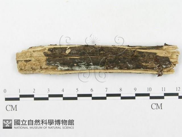 登錄號:F0002508藏品圖，第1張