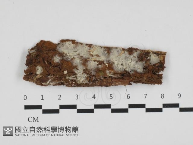 粗糙孢菌屬藏品圖，第1張