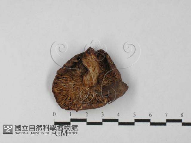 紅菇屬藏品圖，第1張