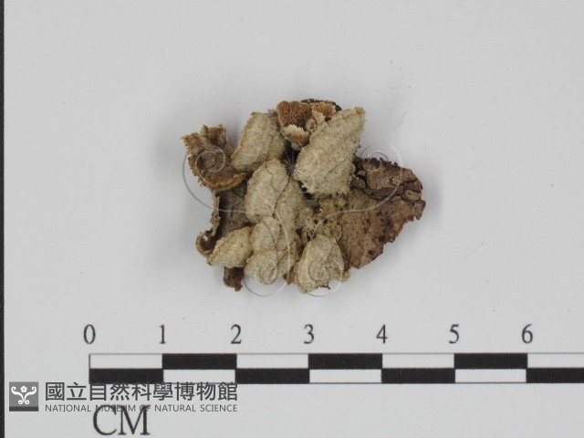 附毛菌屬藏品圖，第1張